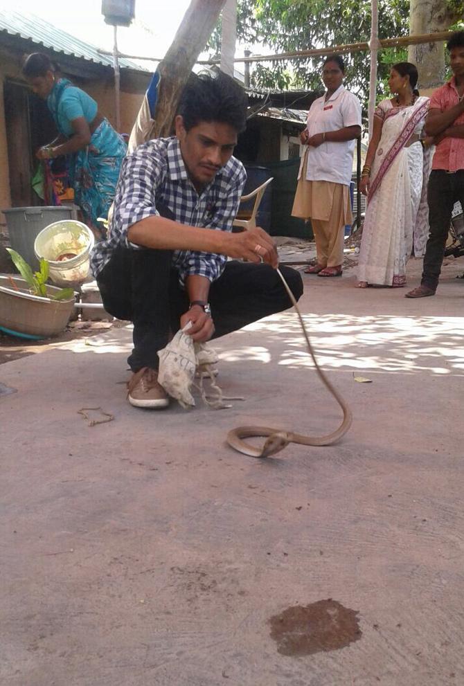 Snake Catcher with King Cobra