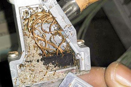Mumbai: Ants chew up brake cables in local train