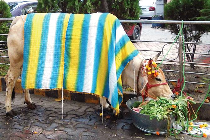 a cow decorated for the occasion of Gopashtami on Thursday