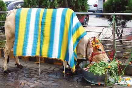 Cow politics makes a quiet entry into meat-loving Kolkata