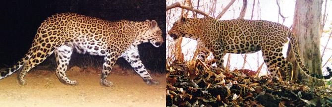 Taad likes roaming around taad trees; while Bhootiya (above right) avoids cameras  