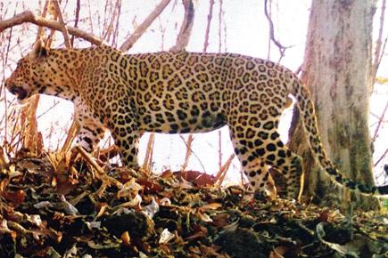 SGNP officials release booklet naming 35 leopards