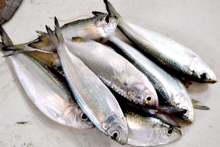 Why sardines are suddenly flooding Mumbai's fish markets