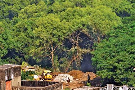 Road in BMC's DP eats up Malad mangroves in three days flat