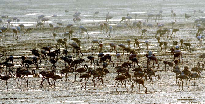 The current alignment of the bridge will make it pass through the mudflats at Sewree exactly at the location where over 10,000 flamingos come every year. File pic