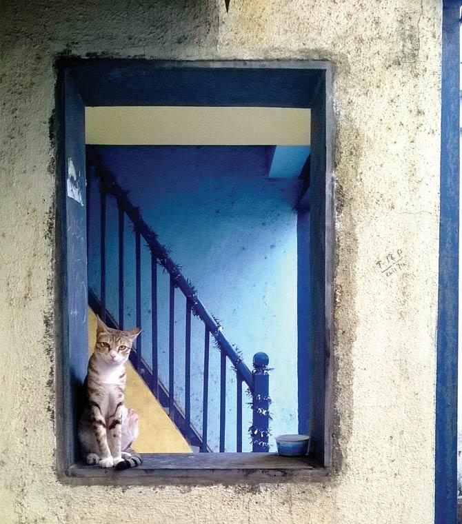 Week 1 Winner: This frame was sent by mid-day reader Forum Gandhi from Girgaum. This cat lives in the bylanes of heritage precinct Khotachi Wadi. She has two kittens (not in photo) and spends her time feeding them while the rest of her day is spent staring upwards — as if chatting with someone up there, says Gandhi.