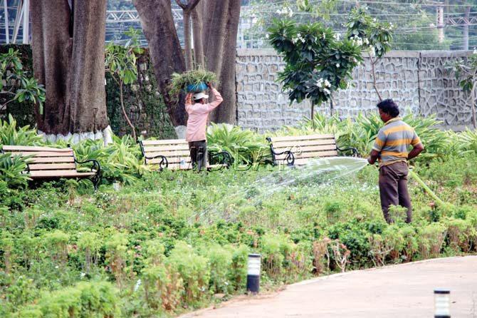A gardener waters plants at the Pramod Mahajan garden, which requires about 1.5 lakh litres of water each day. Pic/Onkar Devlekar