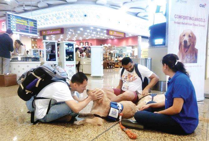 Passengers at the T2 terminal, enjoy play time with therapy dogs