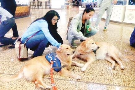 Canine therapy at Mumbai's T2