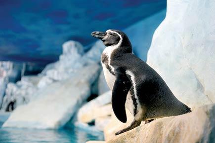 Byculla zoo splurges Rs 106 crore on penguin enclosure