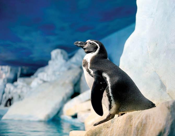 Humboldt penguin to come to city soon. Representational pic