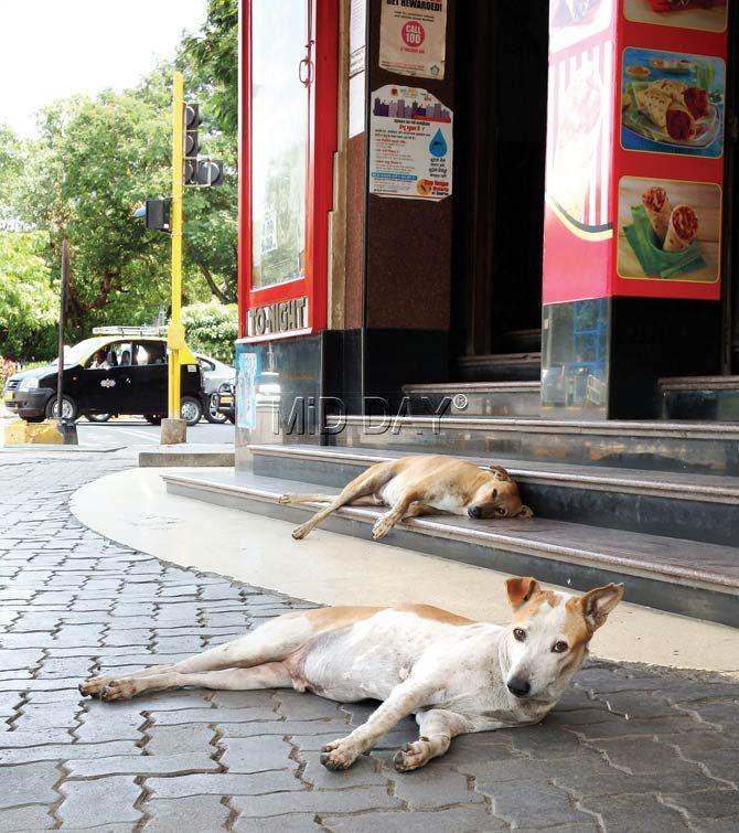 Patlu and Jadu love hanging around (mostly sleeping) by the steps of Colaba’s Regal Cinema. They greet cinema-goers, and are fed and looked after by a few residents from the neighbourhood