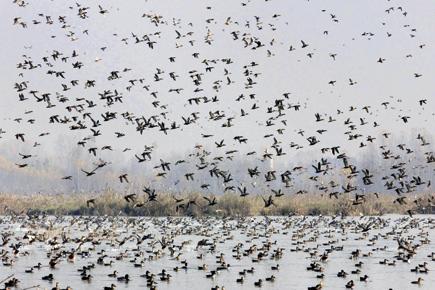 Migratory birds keep tryst with the Valley