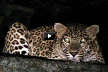 No leopards in Aarey? Activists gather evidence to prove MMRC wrong