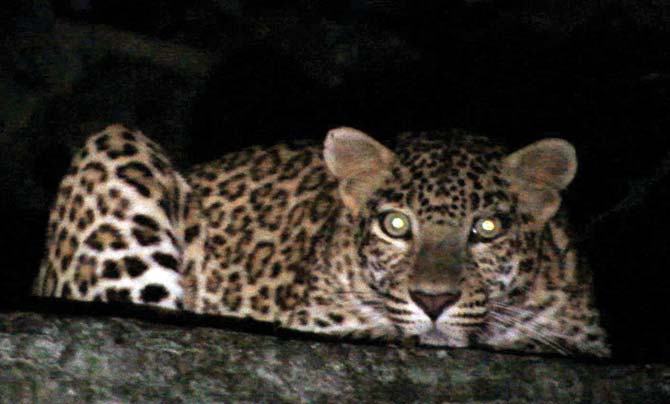 This leopard was spotted seated on a concrete tank near the New Zealand Hostel, just 1.2 km away from the Metro site