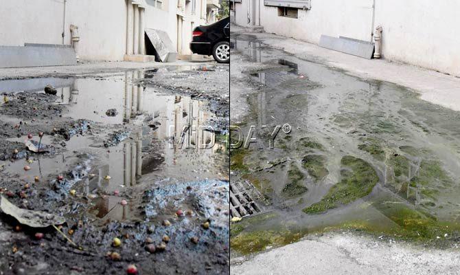 Mosquitoes buzz over the stagnant water at Liberty cinema car park, while there is a film of green over the water near the drains. Pic/Suresh KK