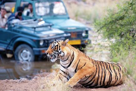 Documentary on a tribe of former tiger poachers from Ranthambore