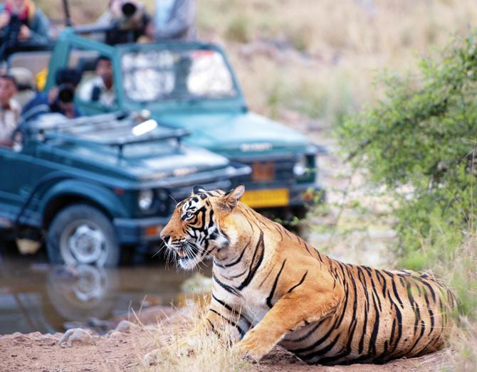 A jeep of tourists encounter a Royal Bengal tiger at the Ranthambore National Park in Rajasthan. 