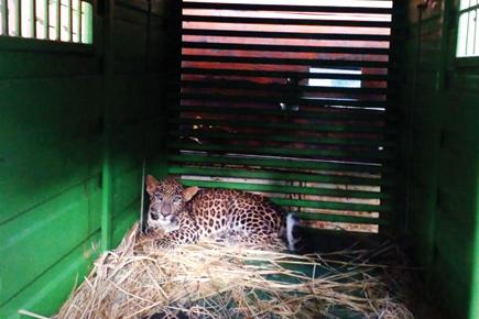 Leopard walks into trap in Thane