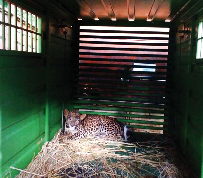The sub-adult leopard is currently at SGNP’s leopard rescue centre, where he has been kept under observation.  