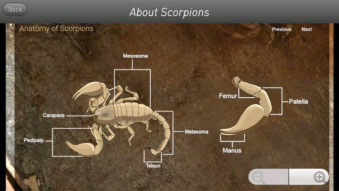 The app will have trivia about scorpions, as well as high-resolution pictures of different species such as this one, of the Isometrus rigidulus, found in western Maharashtra