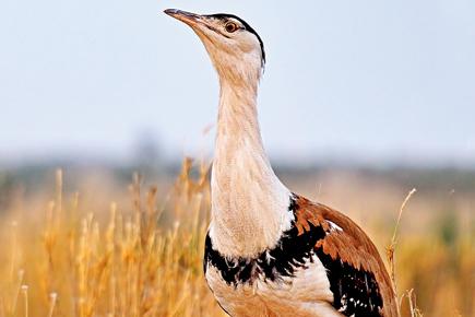 Travel: In search of the great Indian bustard