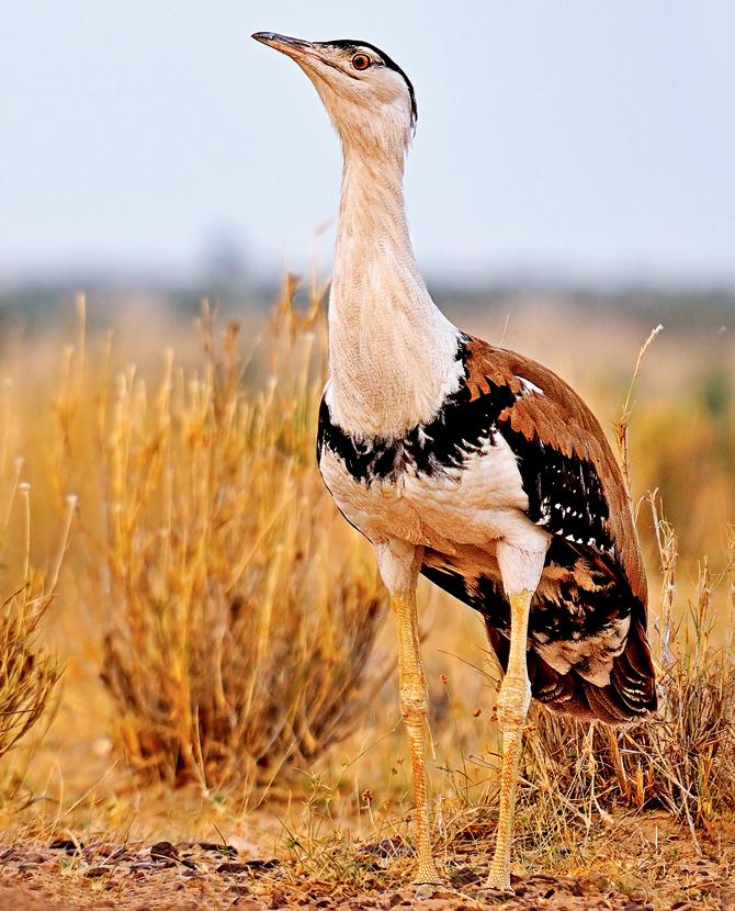 Great Indian bustard