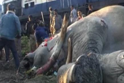 Train kills elephant crossing railway track in West Bengal 