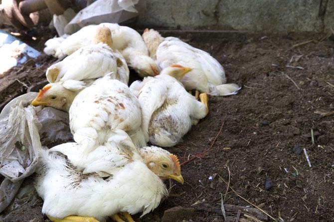 Chickens resistant to avian flu