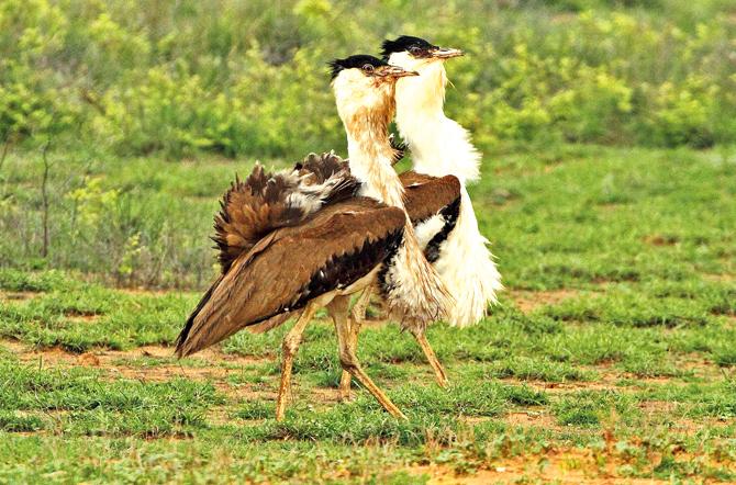 A photograph from 2012 of two great Indian bustard males fighting to stake claim on their territory in Nannaj.  Pic Courtesy/Ashok Chaudhary