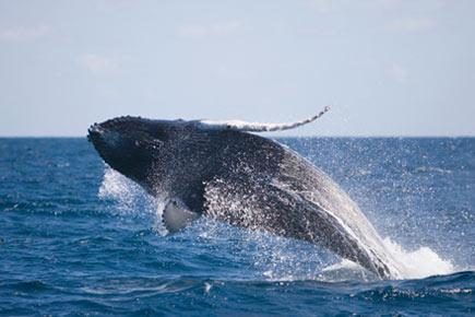 Tourists soon to swim with Australia's humpback whales