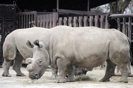 Northern white rhino dies in US, leaving just three on the planet