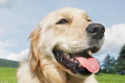 A pet-friendly holiday destination in Lonavala