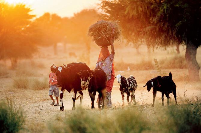 A woman and her son in Rajasthan return to their village with their cattle as the sun sets.   In this area of Ransisar Jodha, high fluoride content in water leads to premature arthritis.  PICs courtesy/ Piyush Goswami