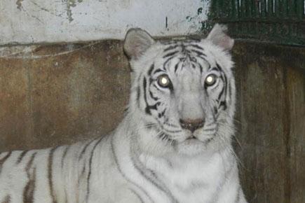 SGNP's lone white tigress Rebecca succumbs to cancer
