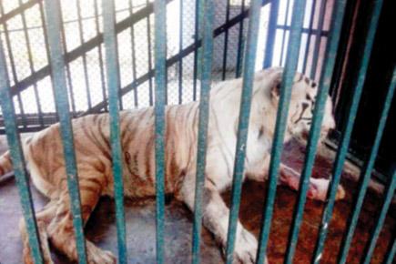 SGNP's lone white tigress in critical condition with yet another tumour