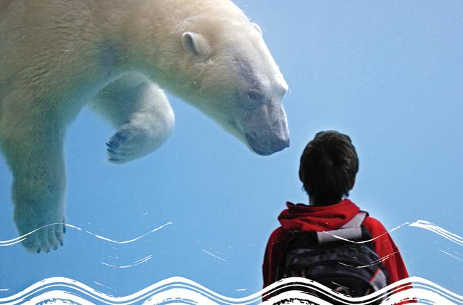 A visitor encounters a Polar Bear at Point Defiance Zoo and Aquarium at Tacoma in Washington, USA