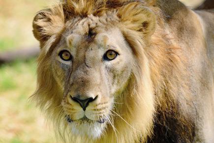 Gir roars after sightings of 100 Asiatic lion pups