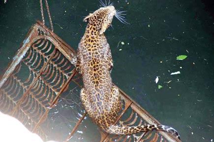 Leopard falls into well, twice!