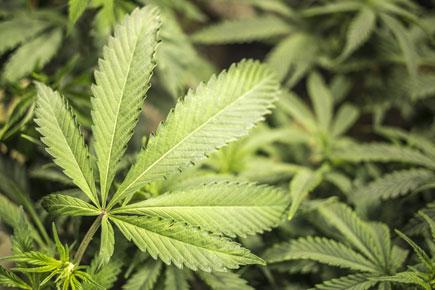 California legalises recreational marijuana sale