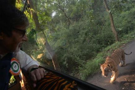 When Amitabh Bachchan was 'chased' by a tiger in Mumbai