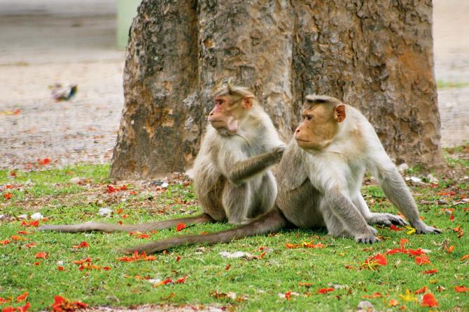 A pair of Bonnet Macaque