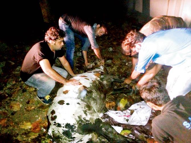 NGO volunteers secure the bull during the rescue operation, to prevent the animal from injuring itself or rescuers