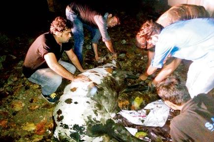 Mumbai: Bull pulled out from drain inside IIT-B dies
