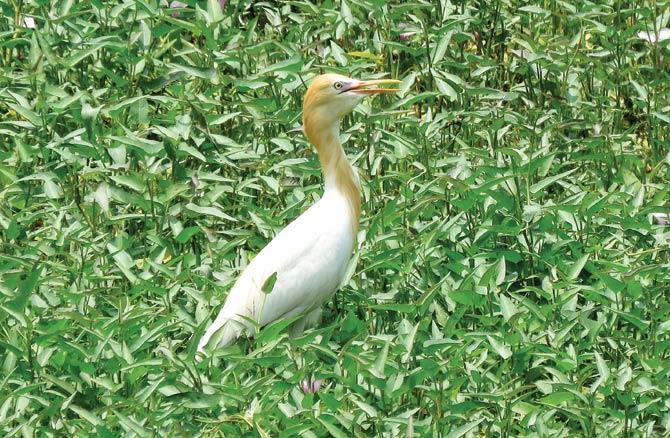 The cattle egret