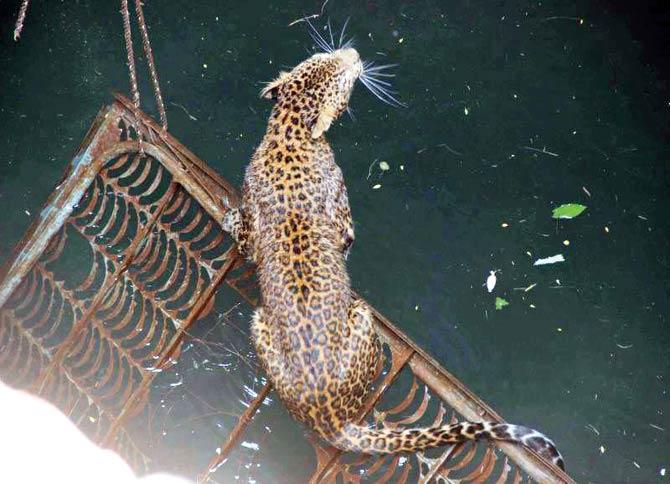 The leopard was first hoisted using a frame, before it could be trapped in a cage