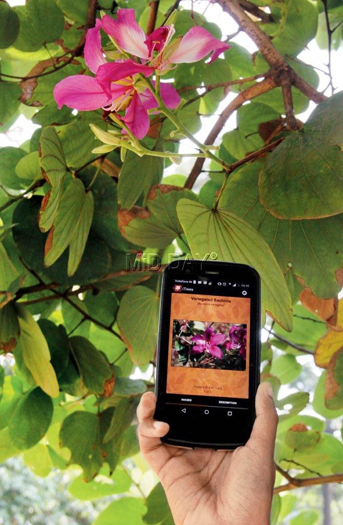 The app also crowdsources information, and you can contribute your bit under the Add Sighting app once you register with the site. On the left is a picture of a variegated bauhinia, commonly seen in the city parks. Pic/Sharad Vegda