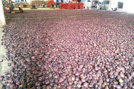 You pay Rs 70/kg for onions; 10 tonnes rot at APMC