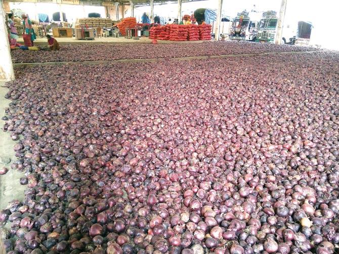 The onions that were imported to bring down prices are now rotting at the wholesale APMC market in Vashi