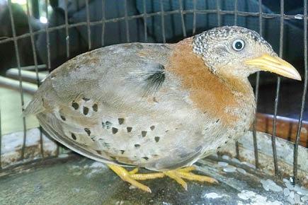 Elusive Yellow-legged Buttonquail spotted in Mumbai